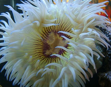 Santa Monica Pier Aquarium Sea Anemone